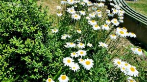 Ханбуба Элитмазов 2023 Живой звук Кларнет