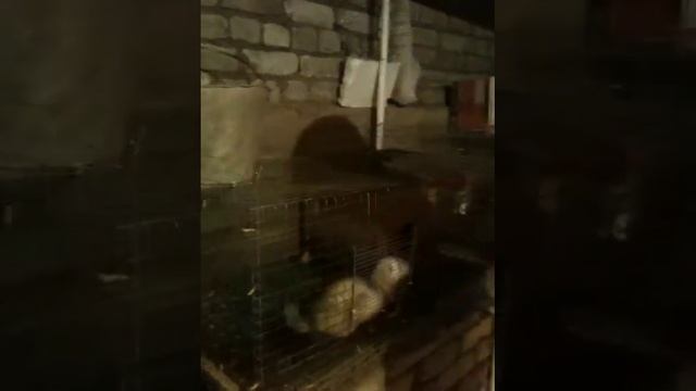 циплята и хорьки смотреть онлайн