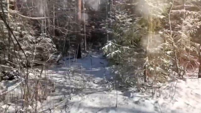 Прогулка в лесу на снегокатах смотреть онлайн