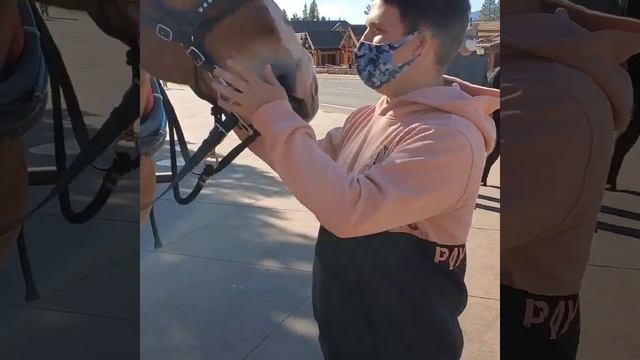Feeding Abraham the Belgian Draft horse 🐎 смотреть онлайн