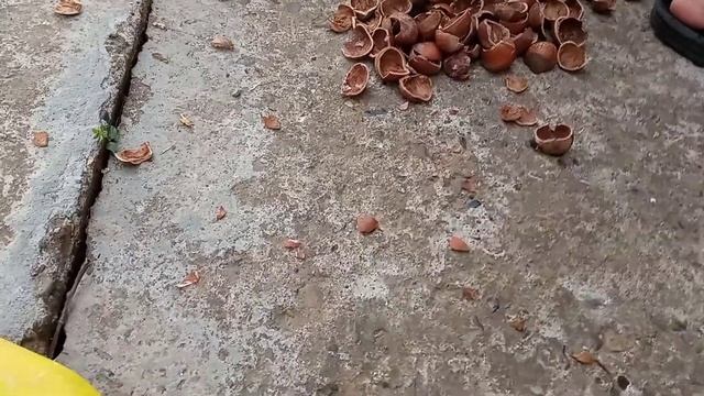 кушаем орехи под дождëм смотреть онлайн