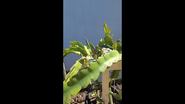 Tour My #Dragonfruit Alley and Other Plants in My Garden смотреть онлайн