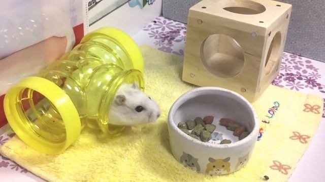 🐹 Hamster Toy | ハムスター | Auisei Japan смотреть онлайн