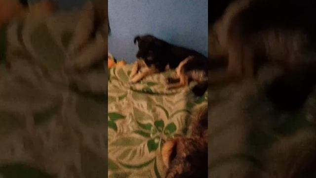 просто собаки) смотреть онлайн