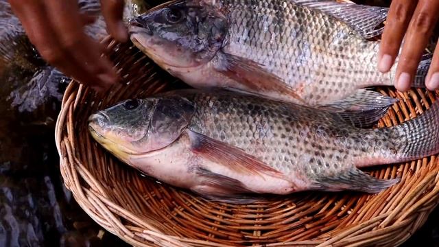 Survival in forest- Catch and cook fish for food with dog смотреть онлайн