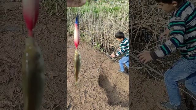 Мохи Капи Шахри Норак смотреть онлайн