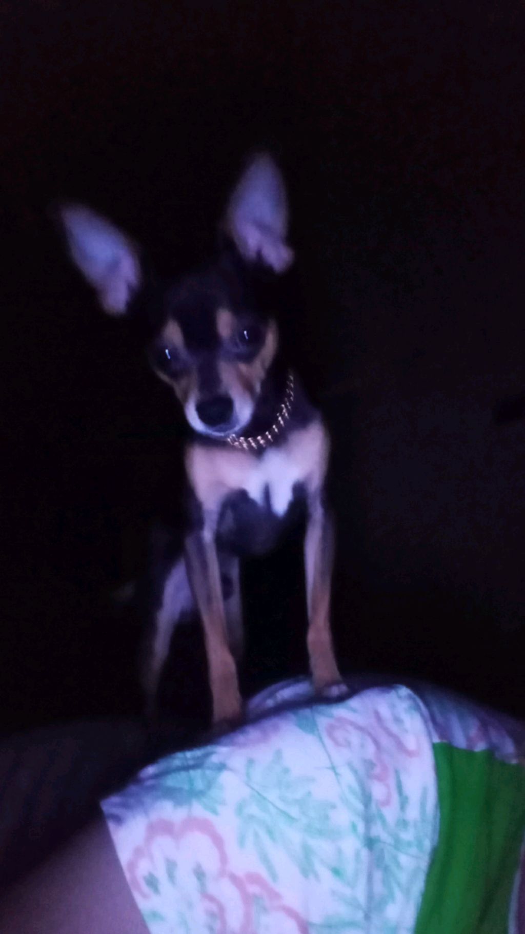 Чак проснулся