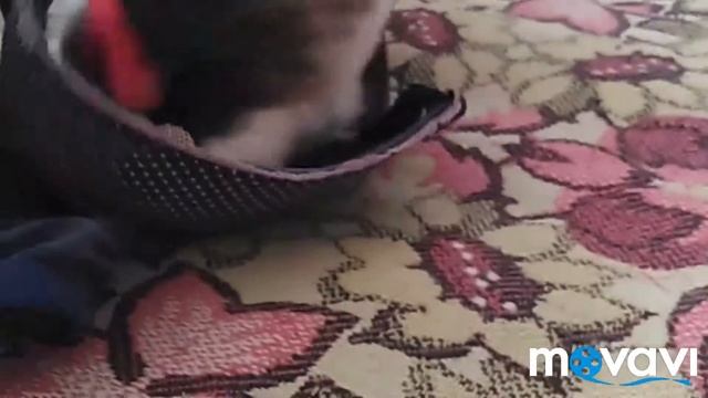 Кот Сошёл С УМА🐈 смотреть онлайн