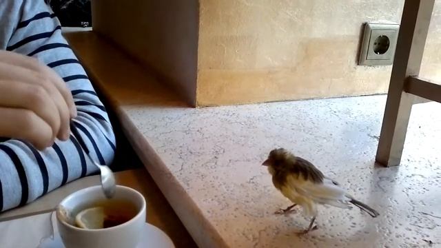Наглый птиц смотреть онлайн