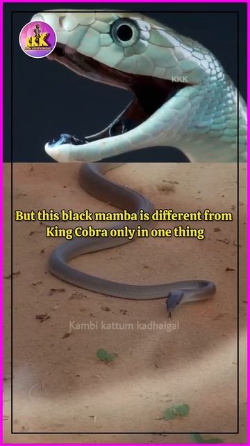 Black Mamba🐍 பாம்பு பற்றி சில திகைப்பூட்டும் தகவல்கள்😱 #blackmamba #venom #venomoussnakes #poison смотреть онлайн