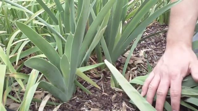 Iris × germanica 德国鸢尾 смотреть онлайн