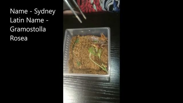 Tarantula Feeding Video for the Discord Channel! смотреть онлайн