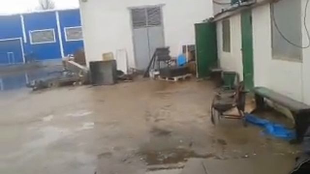 Рома поймал голубя смотреть онлайн