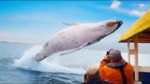 Самые Безумные и неожиданные Встречи с Животными