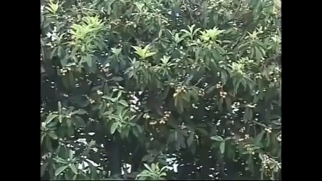 Фейхоаааа смотреть онлайн