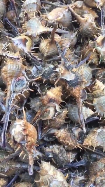 Ốc gai xương cá (ốc gai xương rồng, ốc gai dài, Muricidae) смотреть онлайн