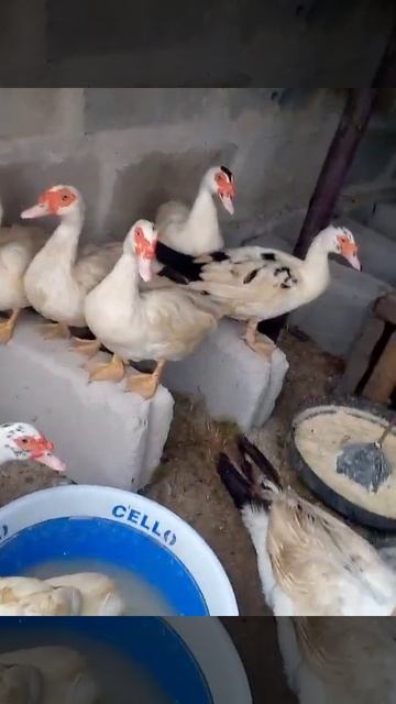 Eltee with Muscovy duck having same fanny/ enjoy moscovy duck##subscribe смотреть онлайн