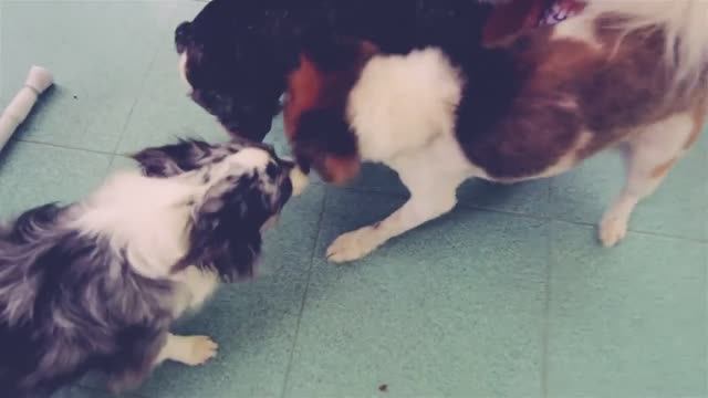 Подслушано у собак: разговор шпица и чихуахуа 🗣️🐶 смотреть онлайн