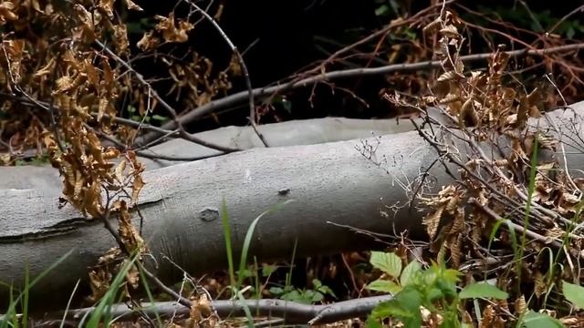 Jewel Beetle (Dicerca Berolinensis) - Börzsöny-hg., Hungary