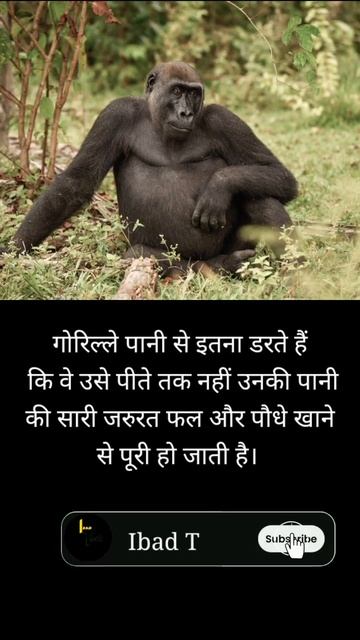 gorila water fear 😨 #fact #viral #educational #trending #youtubeshorts #gkfacts #gkquiz #amazingfac смотреть онлайн