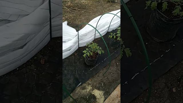 Термоукрывной материал для грядок и парников от дяди Вити. Часть 2 Контакты в описании смотреть онлайн