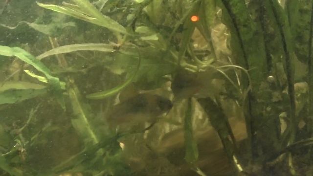 Parade Corydoras venezuelanus orange #01 смотреть онлайн