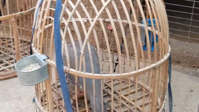 Chakor | چکور کا شوقین | د زرکانو شوقیان | partridge | keklik | oxota смотреть онлайн