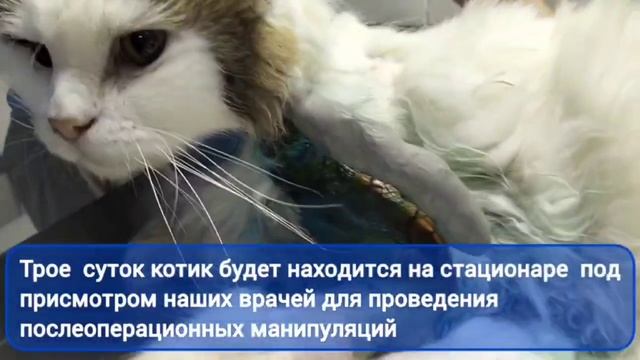 Перелом плечевой кости у котика 15 лет смотреть онлайн