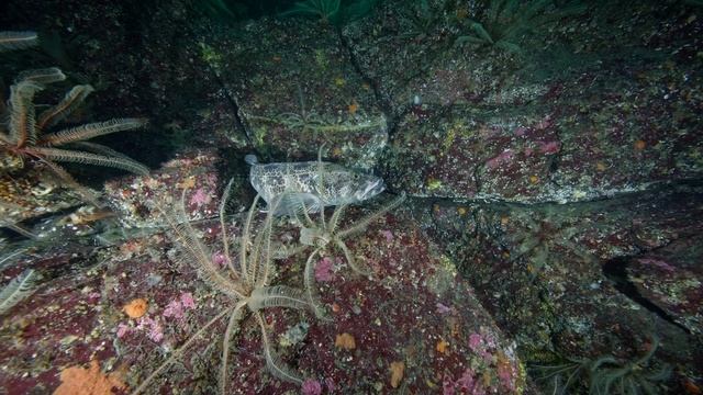 Laowa 10mm F2.8 Underwater | Madrona Point | Vancouver Island #VancouverIsland #Laowa #Sonya7S3 смотреть онлайн