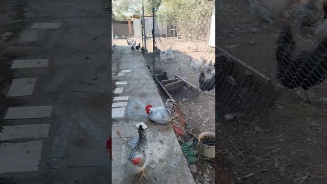 Переселение кур Павловские золотистые и Фавероль. Барковские курехи хулиганят🤭 смотреть онлайн
