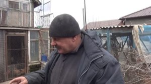 Николаевские голуби.Pigeon.Новые друзья.