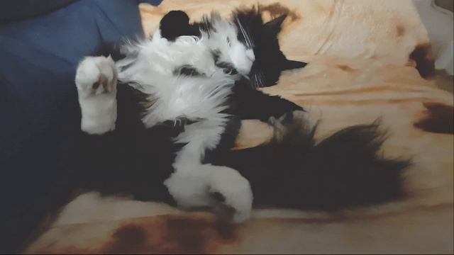 Sleepy Kitty Compilation Of December 2022