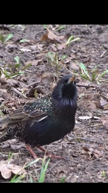 Брачное пение. Спел и ушел. смотреть онлайн