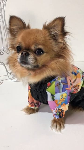 Комбинезон для собаки. Одежда для собак. Шью для собак. Шью на заказ. Модная одежда для собак. смотреть онлайн