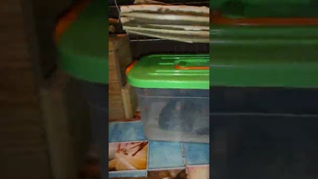 Купание шиншиллы в песке смотреть онлайн