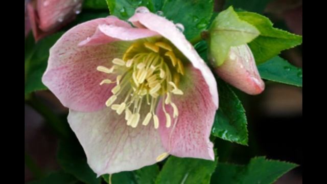 Hellebore (Helleborus) смотреть онлайн
