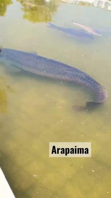 Arapaima Fish| Malambuzha Dam Aquarium #arapaima #fish #shorts #reels #marine #sea #palakkad смотреть онлайн