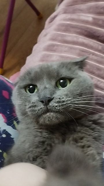 моя любимая кошка Шанель передаёт вам привет смотреть онлайн