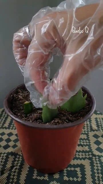 Easy Hack on How To Propagate Holiday/Christmas Cactus #shorts #cactus #planttips #plants смотреть онлайн