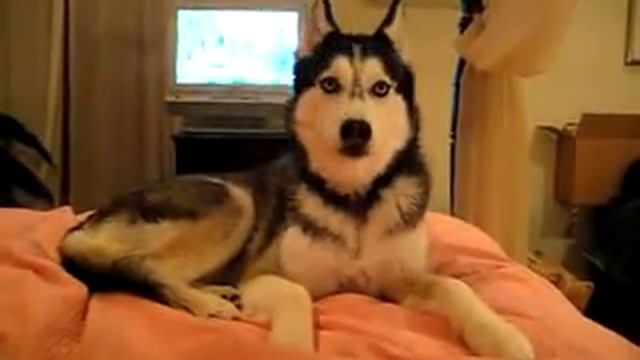 I LOVE YOU!! смотреть онлайн