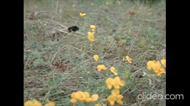 Моє перше відео. Уроки відеомонтажу смотреть онлайн