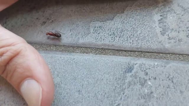 Myrmecocystus mimicus queen on hand (Arizona, USA) 05.09.2021 смотреть онлайн