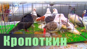 Птичий рынок. Кропоткин. [30.03.2025]