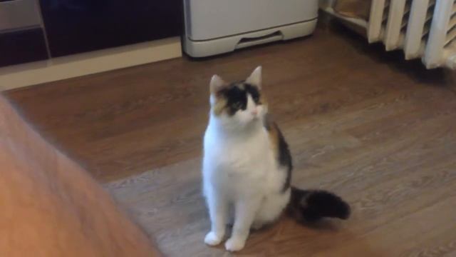 Кошка суслик смотреть онлайн