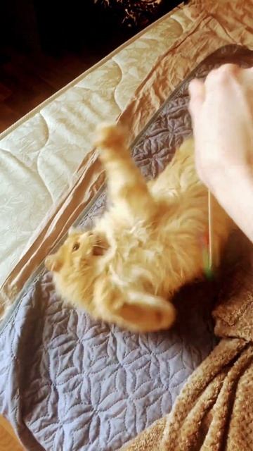 Заколдована котиком ) #cat #котята #домашниеживотные #catlover #котики2024 #игры #Играем #Приют смотреть онлайн