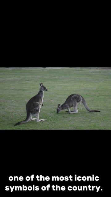 Kangaroo facts #anime #kangaroo #nature смотреть онлайн