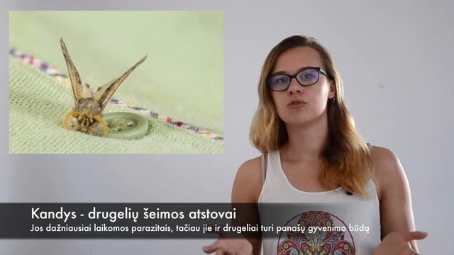 Drugelių gyvenimas | 31 dalis - Ar būna plėšrių drugelių? смотреть онлайн