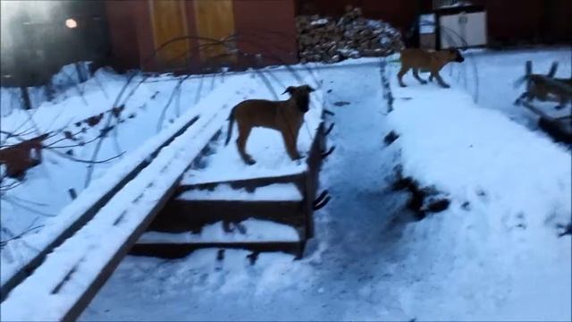 догонялки Сима ведет смотреть онлайн