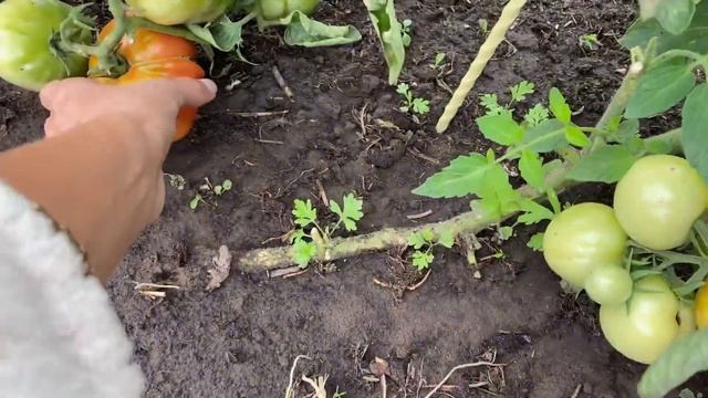 ГОТОВИМ КАБАЧКИ ШТОРЫ НА ТЕРРАСУ// ЗАКРУТКИ// РАБОТА НА УЧАСТКЕ// ЗАКУПКА ПРОДУКТОВ смотреть онлайн