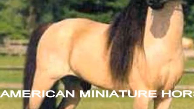 pferderassen mit a смотреть онлайн